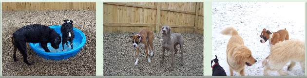 doggy daycare